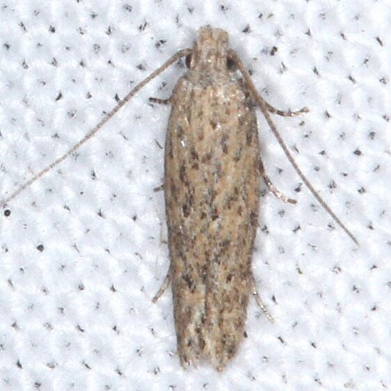 2022-Scrobipalpula-sacculicola-BG-yard-9-20-23-2