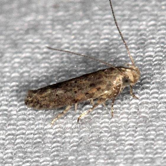 2025 BG Scrobipalpa atriplicella tentative yard 8-14-17 (6)_opt