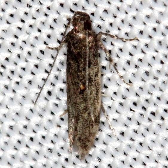 2025 Euscrobipalpa atriplicella tentative Lake Kissimmee St Pk 3-10-14