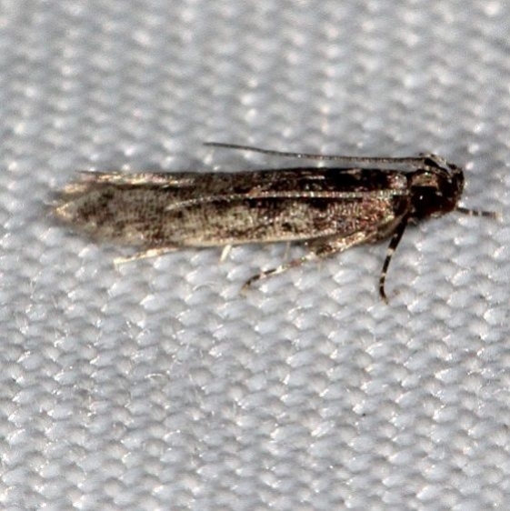 2025 Euscrobipalpa atriplicella tentative Lake Kissimmee St Pk Fl 3-10-14