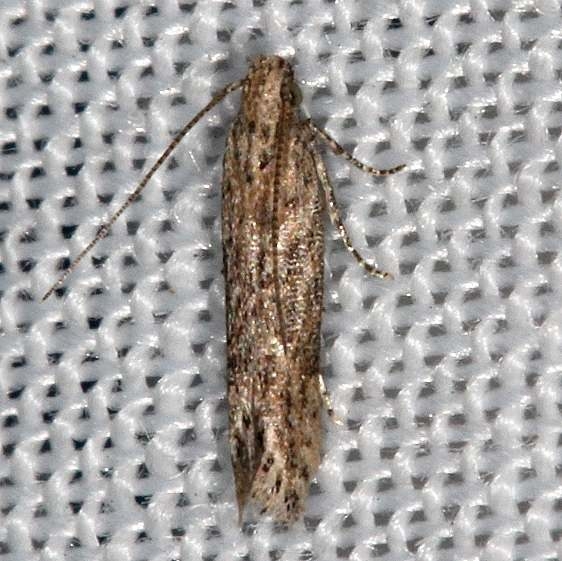 2025 Euscrobipalpa atriplicella tentative yard 10-15-16_opt