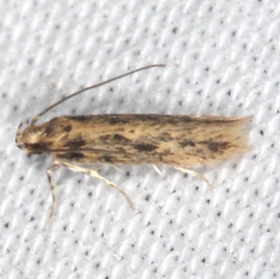 2030.97-Unidentified-Scrobipalpa-Collier-Seminole-St-Pk-Fl-3-20-25-20