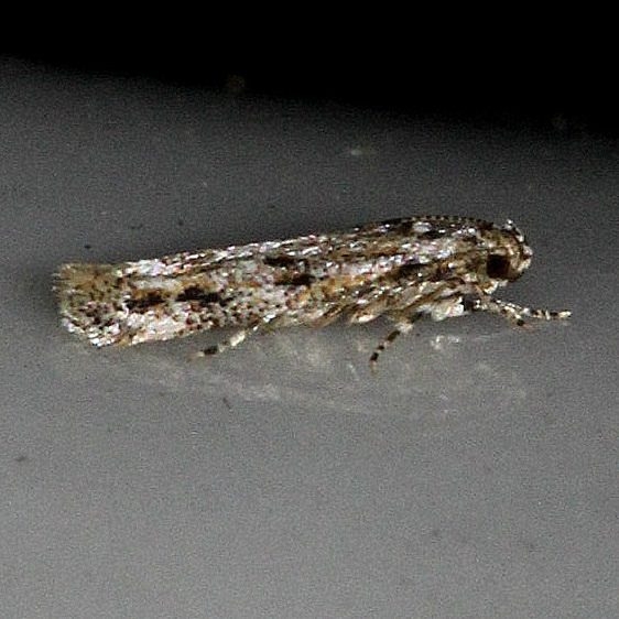 2032 Pepper Flowerbud Moth Kissimmee Prairie St Pk 3-16-13