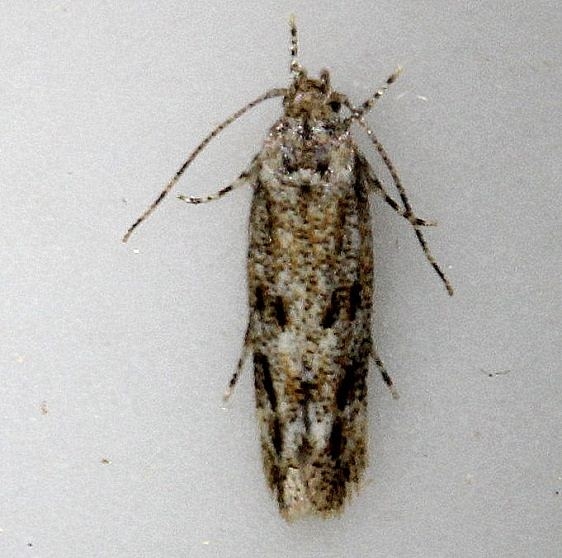 2032 Pepper Flowerbud Moth Kissimmee Prairie St Pk 3-16-13