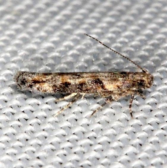 2033 Symmetrischema fercularia tentative NABA Gardens Mission, Texas 11-4-13_opt