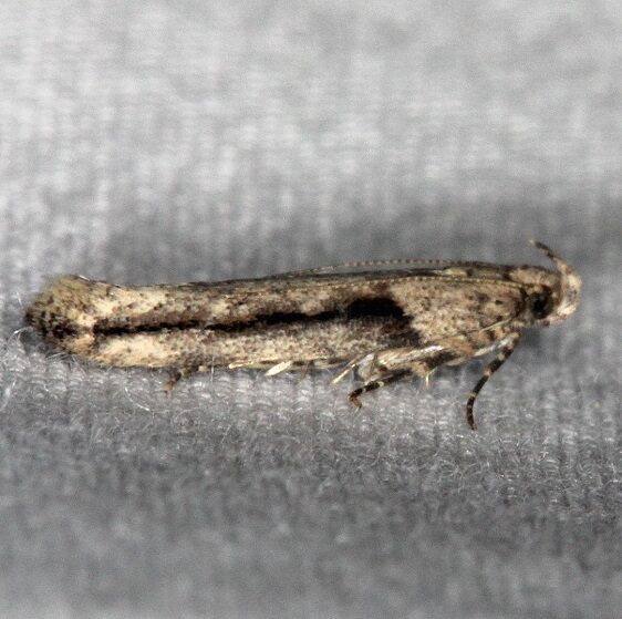 2038 Symmetrischema costaricanum-Favre-Dykes St Pk Fl 2-23-15