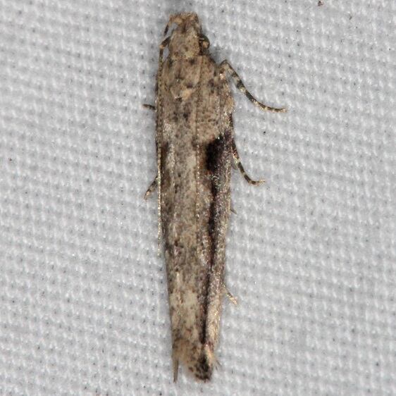 2038-Symmetrischema-costaricanum-Favre-Dykes-St-Pk-Fl-2-23-15-2