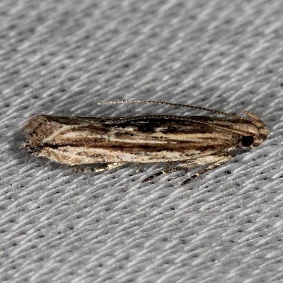 2039 Symmetrischema striatella Collier Seminole St Pk 3-2-14