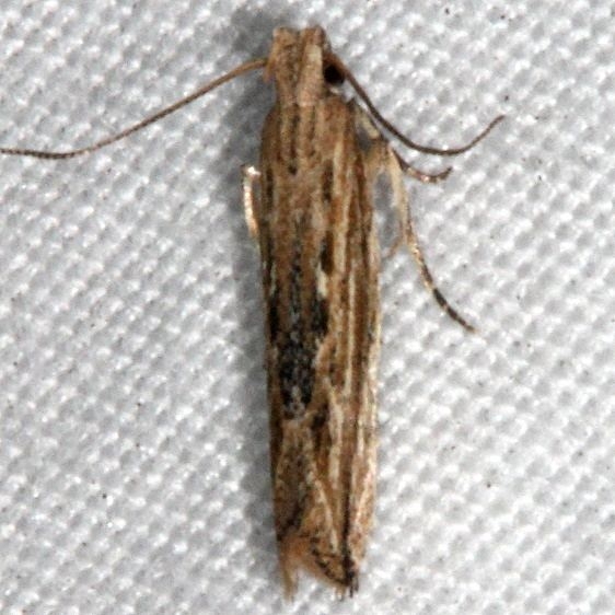 2039 Symmetrischema striatella Johathan Dickinson St Pk Fl 3-9-17_opt