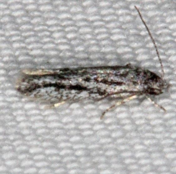 2039 Symmetrischema striatella Jonathan Dickinson St Pk Fl 3-7-17 (3)_opt