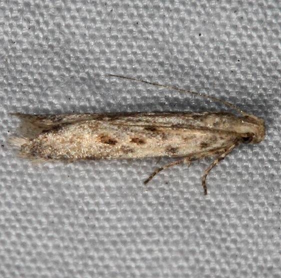 2039.97 BG Unidentified Symmetrischema Moth Favre Dykes State Park Fl 2-18-17_opt (2)