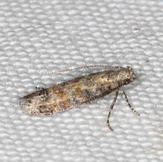 2039.97 Unidentified Symmetrischema Moth BG Campsite 119 Falcon St Pk Texas 10-28-16 (1)_opt