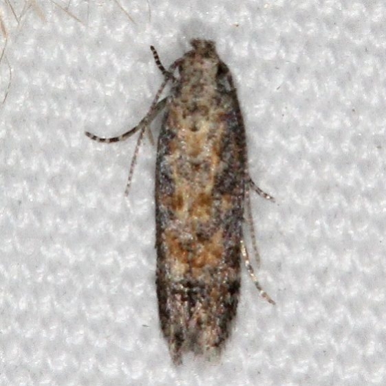 2039.97 Unidentified Symmetrischema Moth BG Campsite 119 Falcon St Pk Texas 10-28-16 (2)_opt