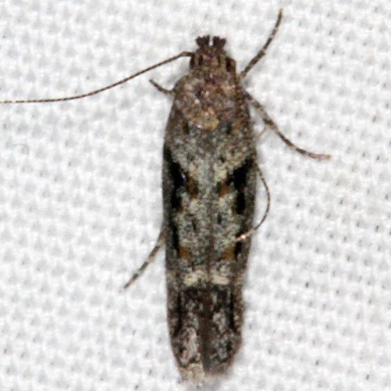 2039.97 Unidentified Symmetrischema-Moth-Pine-Lake Dixie Natl Forest Utah 5-31-17