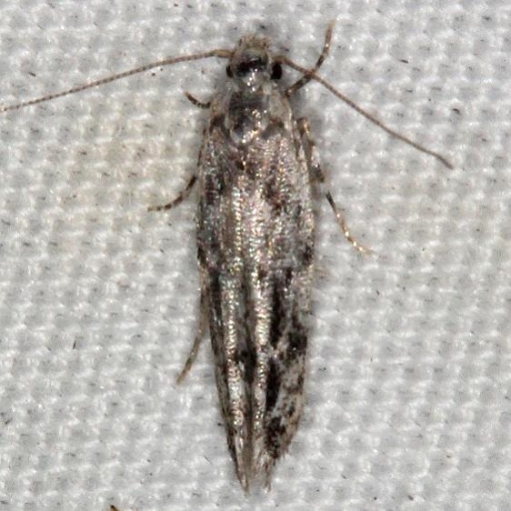 2039.97 Unidentified Symmetrischema Moth River Junction Withlacoochee St Forest Fl 2-23-17