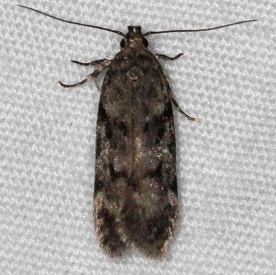 2040 Caryocolum cassella tenativeThunder Lake UP Mich 9-27-14