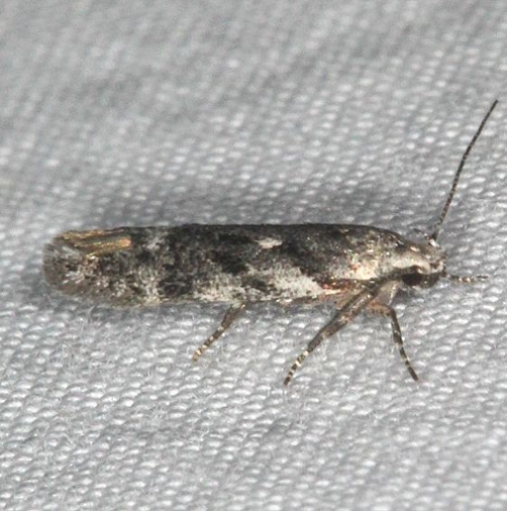 2042.97 Unidentified Caryocolum Moth Thunder Lk UP Mich 6-23-14