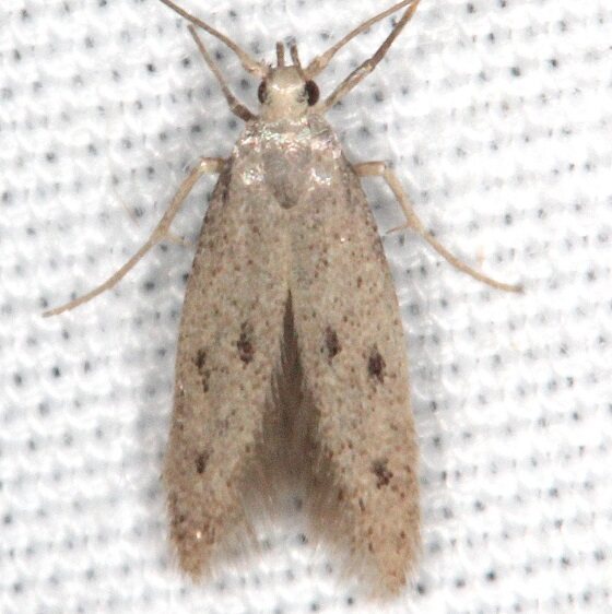 2045 Scrobipalpopsis petrella-Collier Seminole St Pk Fl 3-9-22