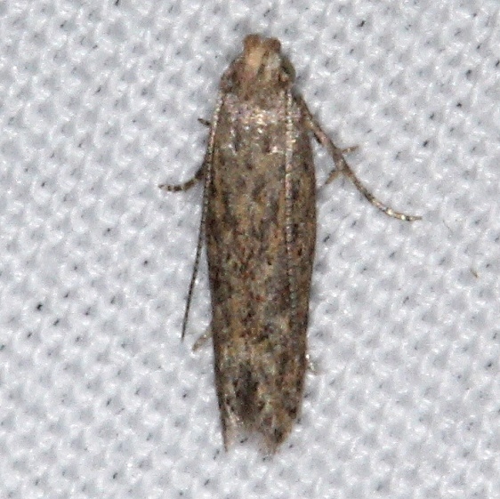 2047 Tomato Pinworm Moth yard 10-8-15