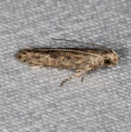 2047 Tomato Pinworm Moth yard 10-8-15a