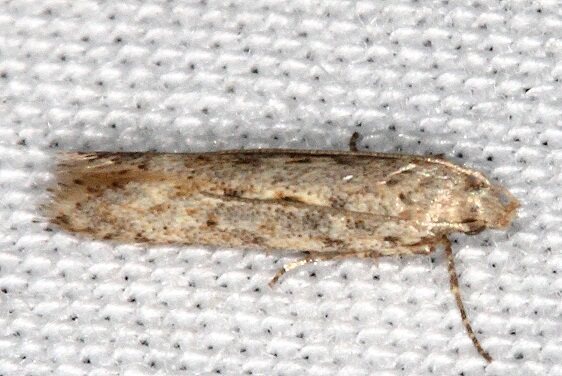 2049 Eggplant Leafminer Keiferia-BG-Collier-Seminole St Pk FL 3-11-22