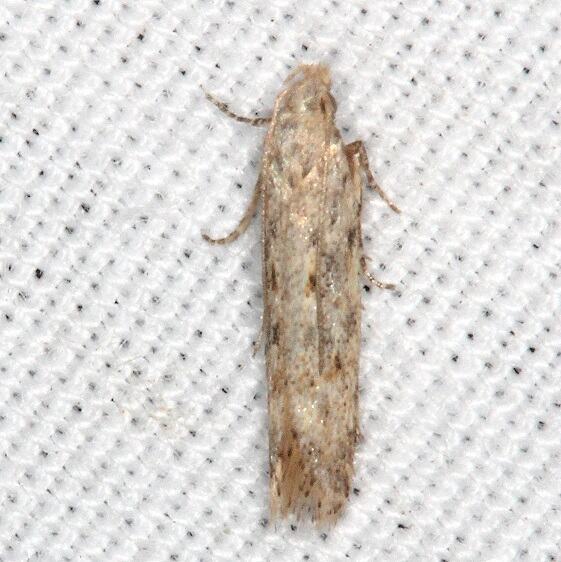 2049 Eggplant Leafminer Keiferia-BG-Collier-Seminole St Pk FL 3-11-22