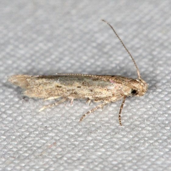 2051 Frumenta nephelomicta tentative BG Campsite 119 Falcon St Pk Texas 10-26-16_opt