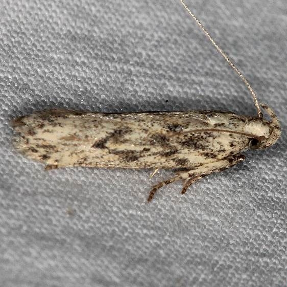 2052 Frumenta nundinella yard 8-6-17 (1)_opt