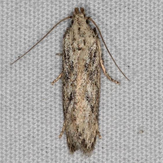 2052 Frumenta nundinella yard 8-6-17 (2)_opt