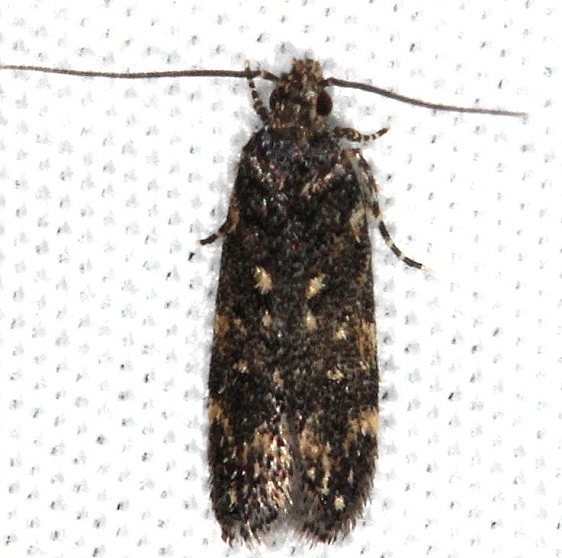 2061 Chionodes argentipunctella terntative yard 5-30-14