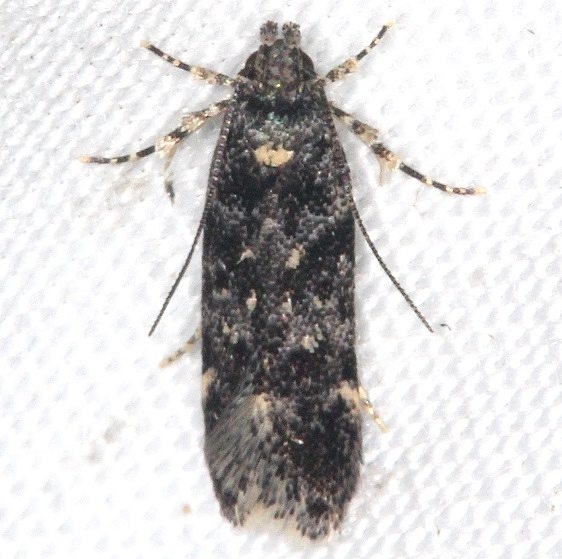 2064 Chionodes bicostomaculella yard 8-20-15