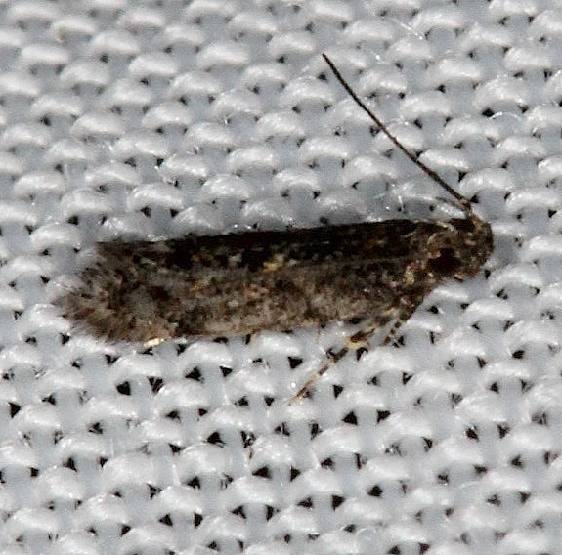 2066.97 Unidentified Chionodes Moth BG not chgd NABA Gardens Mission Texas 11-3-13