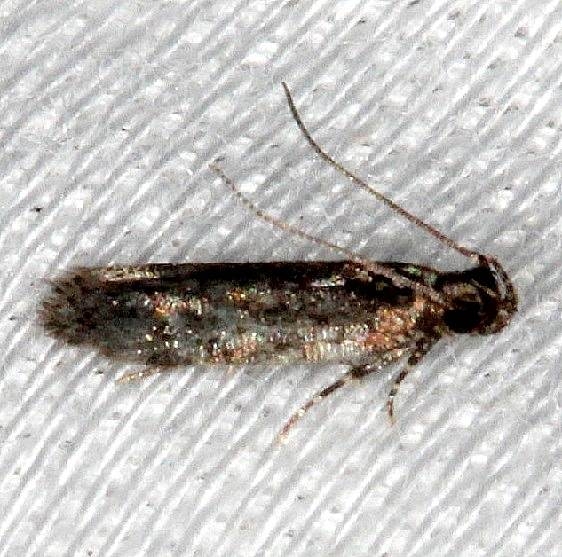 2067.97 Unidentified Chionodes Moth BG NABA Gardens Texas 11-3-13