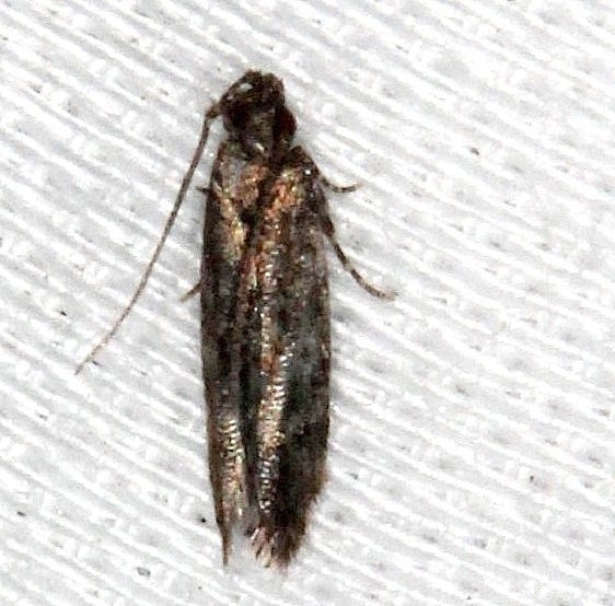 2067.97 Unidentified Chionodes Moth BG NABA Gardens Texas 11-3-13