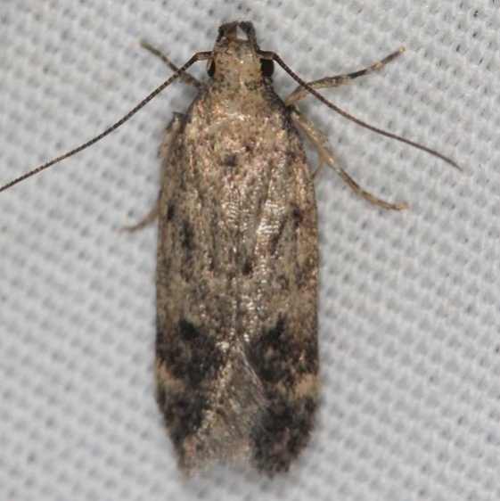 2068 Chionodes chrysopyla tentative Campsite 119 Falcon St Pk Texas 10-28-16_opt
