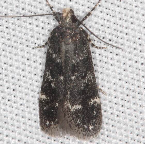 2069-Chionodes-continuella-BG-Whispering-Pines-Resort-Thunder-Lk-UP-Mich-8-19-24