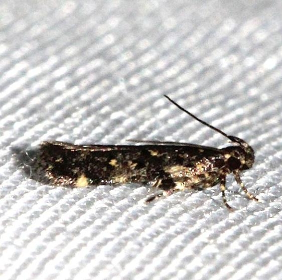 2069 Spring Oak Leafroller Moth Kissimmee Prairie St Pk 3-16-13