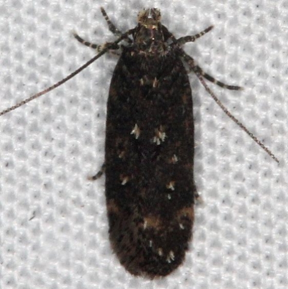 2069 Spring Oak Leafroller Moth Oscar Scherer St Pk Fl 2-27-17_opt