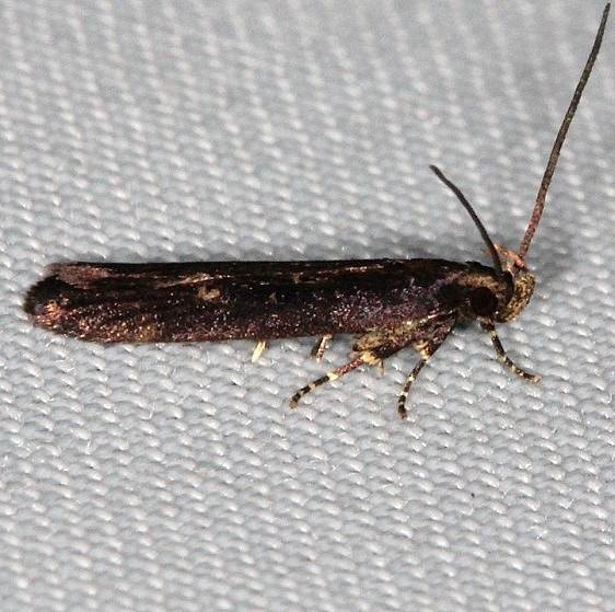 2072 Eye-ringed Chionodes Moth BG Rodman Campgrounda 3-20-14 (78)