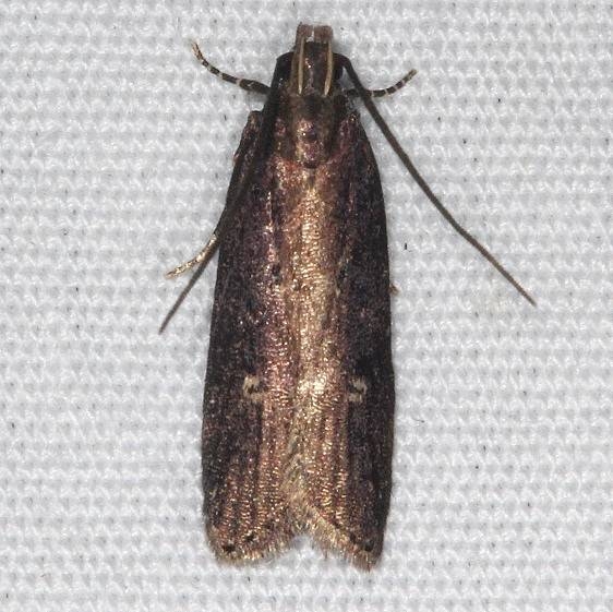 2072 Eyeringed Chionodes Moth yard 8-15-16