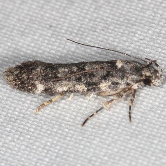 2079 Chionodes fuscomaculella yard 7-24-20