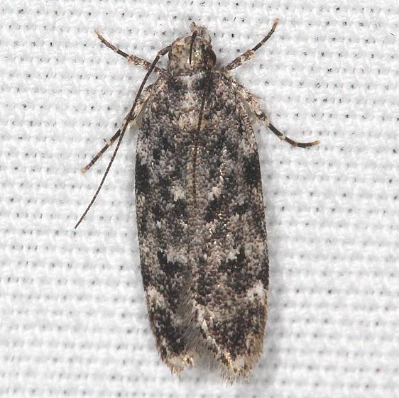 2079 Chionodes fuscomaculella yard 8-11-19