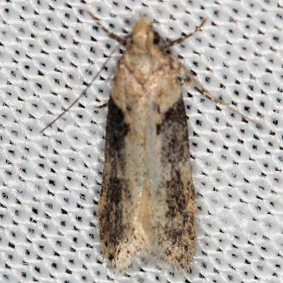 2093 Black-smudged Chionodes Moth yard 5-29-13_opt
