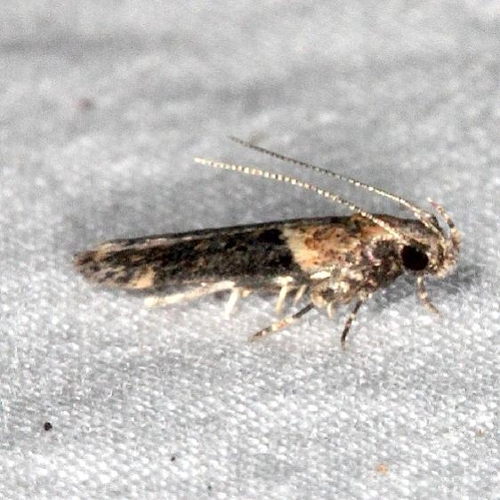 2093 Black-smudged Chionodes Moth yard 7-8-18 (10)_opt