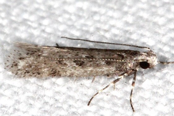 2095 Chionodes nanodella-BG-Lake Kissimme St Pk Fl 3-1-22