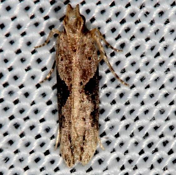 2097-Chionodes-mediofuscella-BG-Mahogony-Hammock-Fl-2-18-14