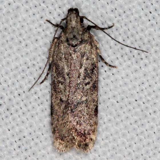 2099 Boxelder Leafworm Moth Copperhead firetower Shawnee St Pk 8-6-16