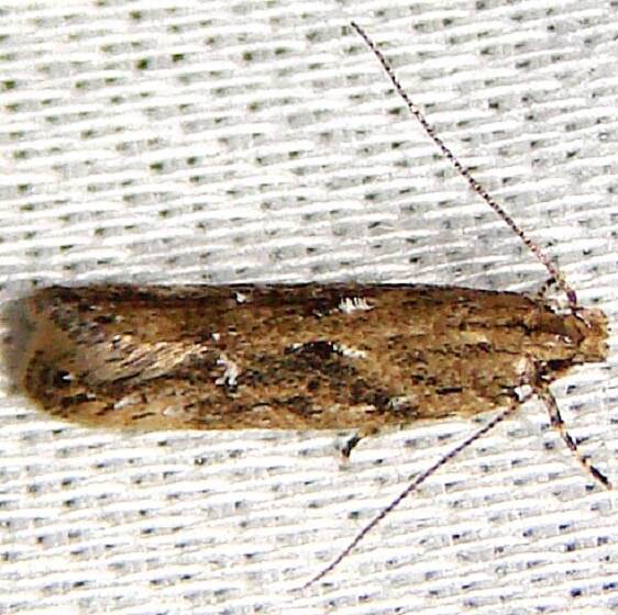 2111.1-Chionodes-rabula-Paynes-Prairie-St-Pk-Fl-3-20-12-2