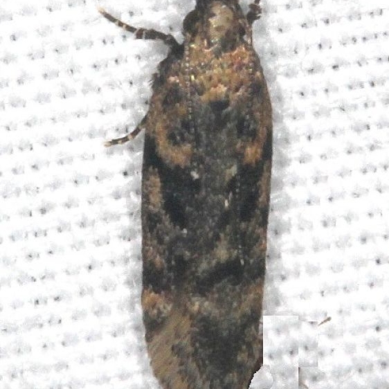 2119 Chionodes thoraceochrella BG tentative yard 7-2-18