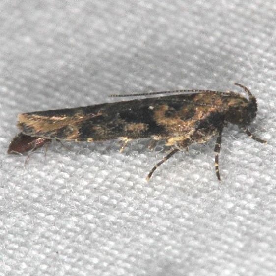 2119-Chionodes-thoraceochrella-BG-tentative-yard-7-2-18-6_opt